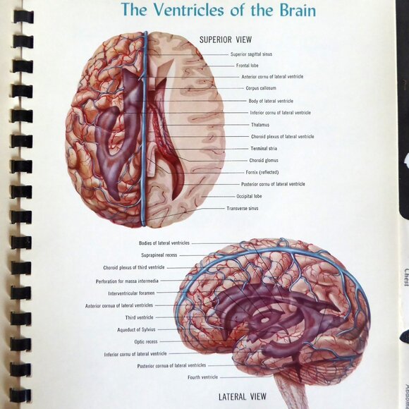 VINTAGE 1956 ATLAS OF NORMAL ANATOMY ILLUSTRATED SPIRAL BOUND ODDITY - Picture 3 of 11